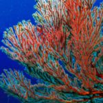 サンゴ(珊瑚)とダイヤモンドの特徴＆買取評価比較