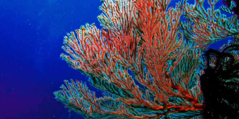 赤珊瑚