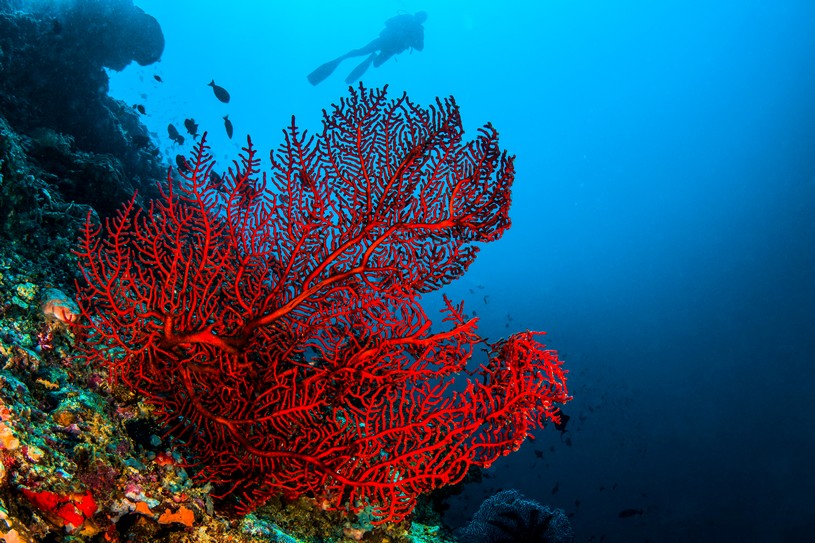 赤珊瑚買取での評価ポイントと価値 | なんぼや